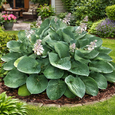Live Giant Green Hosta Mixed Plants - 3 Bare Roots - Hardy and Shade Tolerant Plants