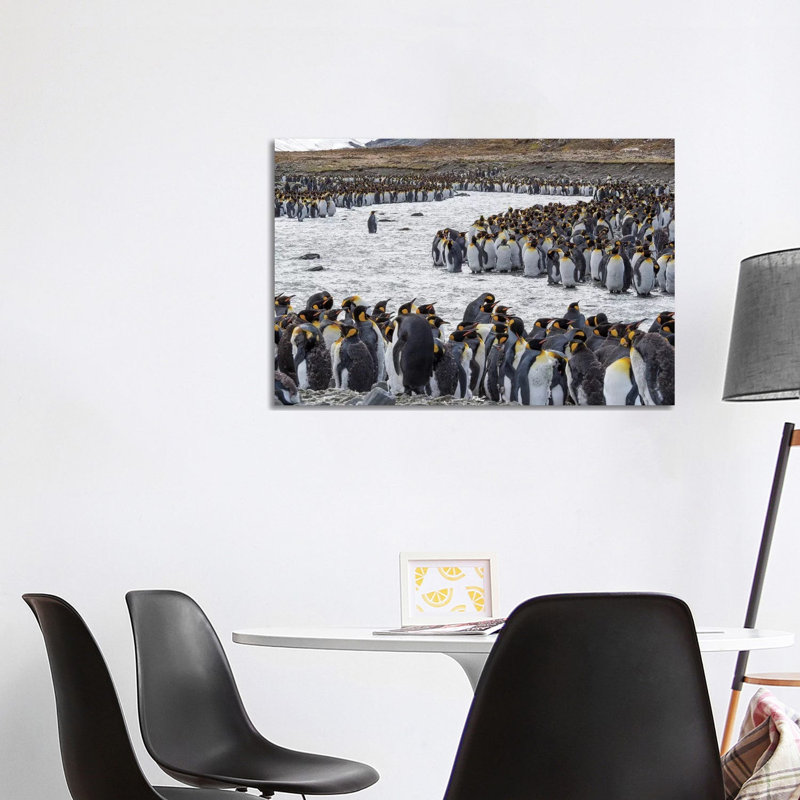 King Penguin Rookery In St. Andrews Bay. Adults Molting. South Georgia Island by Martin Zwick - Wrapped Canvas Print