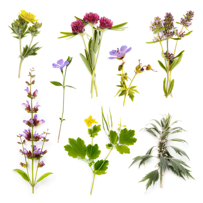 Set Of Herbs by SergeyChayko - Wrapped Canvas Print, 30cm H x 30cm W