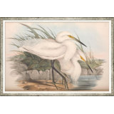 Coastal Birds Giclee Print by Soicher Marin Archives