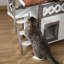 Portable Cat House-69476774