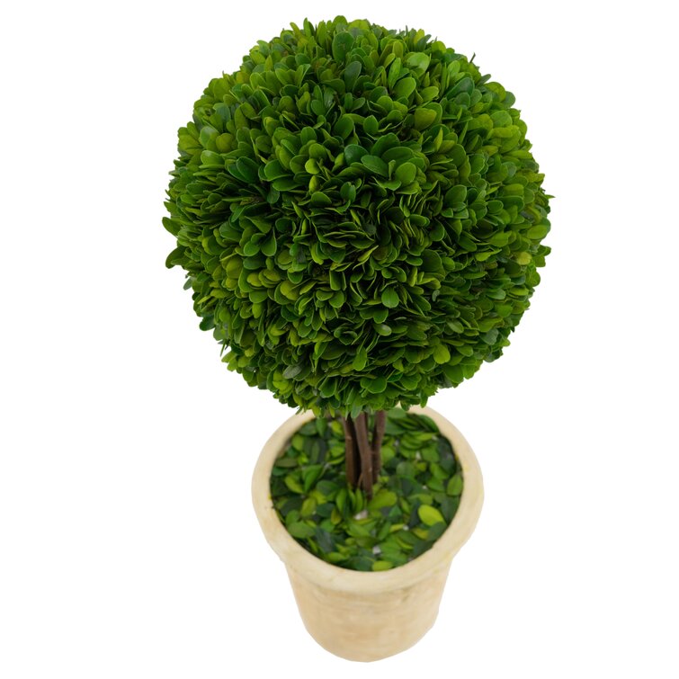 Ophelia & Co. Faux Boxwood Topiary in Ceramic Pot & Reviews | Wayfair