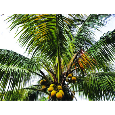 Florida Palm 2 - Impression sur toile tendue