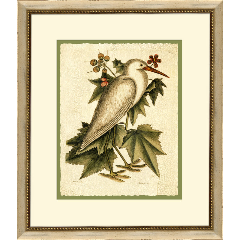 Catesbys Little White Heron Print