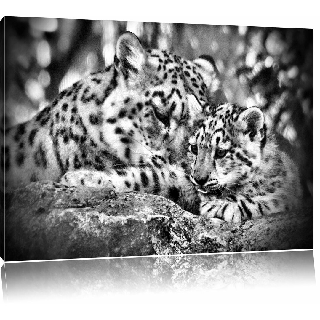 Leinwandbild Leopard mit Jungtier in Monochrom