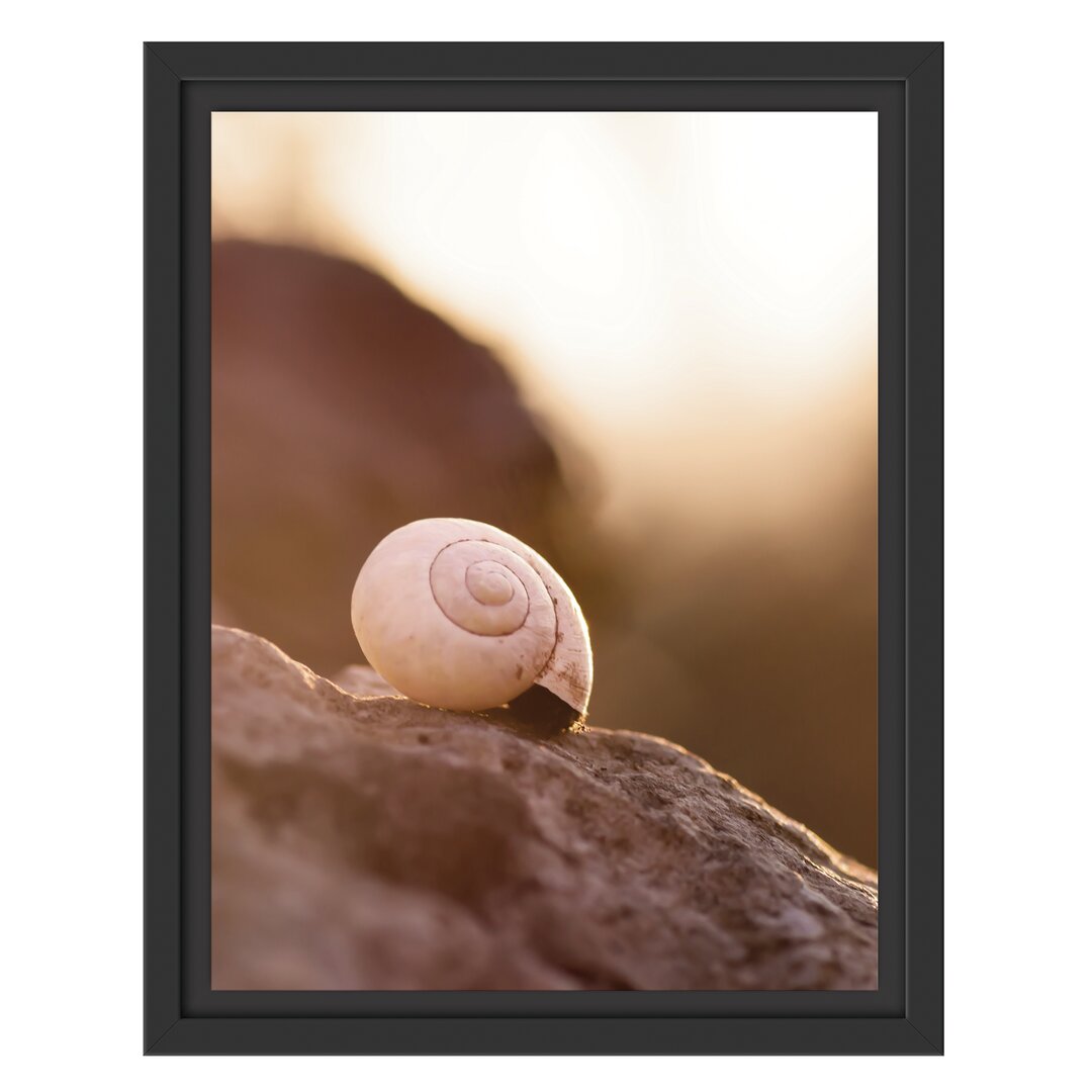 Gerahmtes Wandbild kleine Schnecke auf Stein