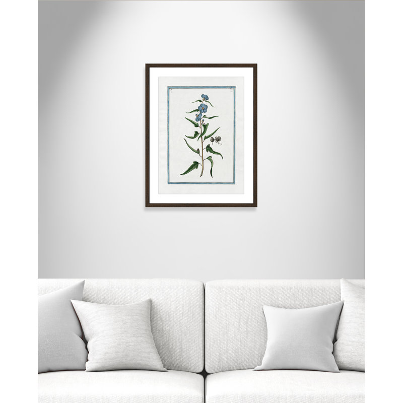 Colombe Shabby Elegance Botanical I - Art encadré avec fond perdu, L 17 po x H 23 po, Cadre noyer