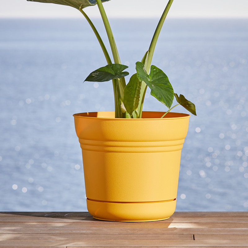 Saturn Traditional Plastic Indoor/Outdoor Round Planter with Saucer, Cloud Appeal, 4.4" H x 5" W x 5" D