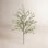 Eucalyptus Floral Stems