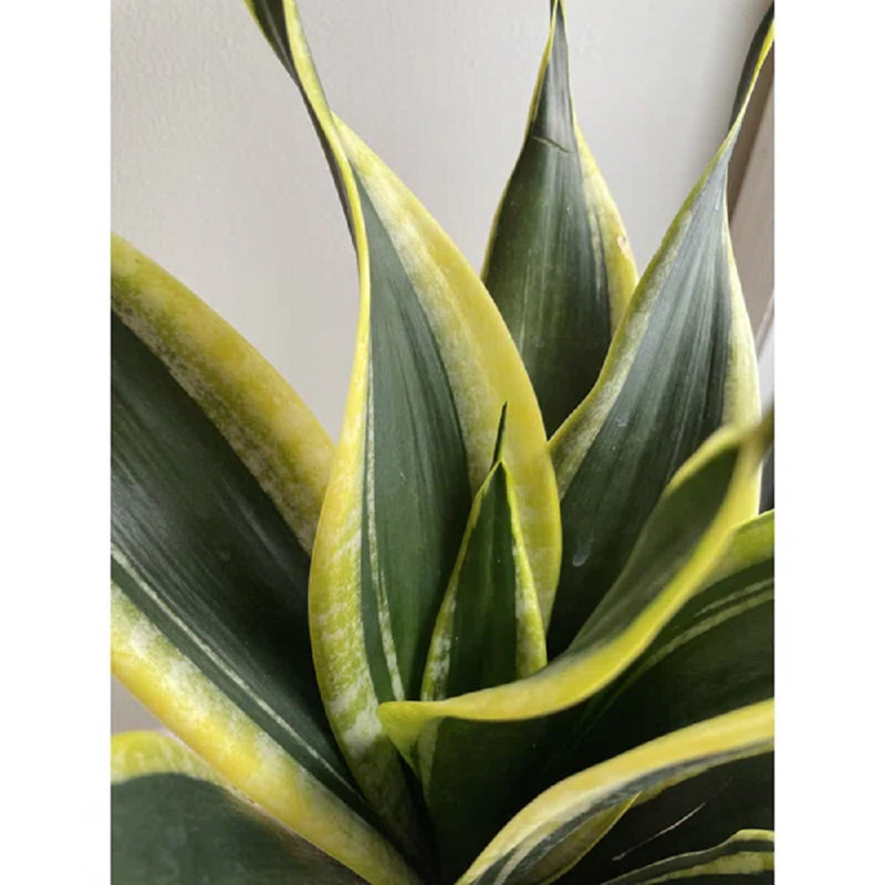 Primrue Cabrera Live Plant in PSW (Recycled Plastic, Stone Powder, Wood Dust) Pot