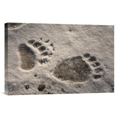 " Grizzly Bear Front And Back Paw Prints "
