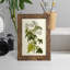 Olive Greenery VI - reproduction d'un seul cadre photo-883564707-883564728
