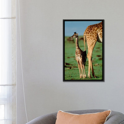 Masai Giraffe Mother And Young, Kenya II - Print
