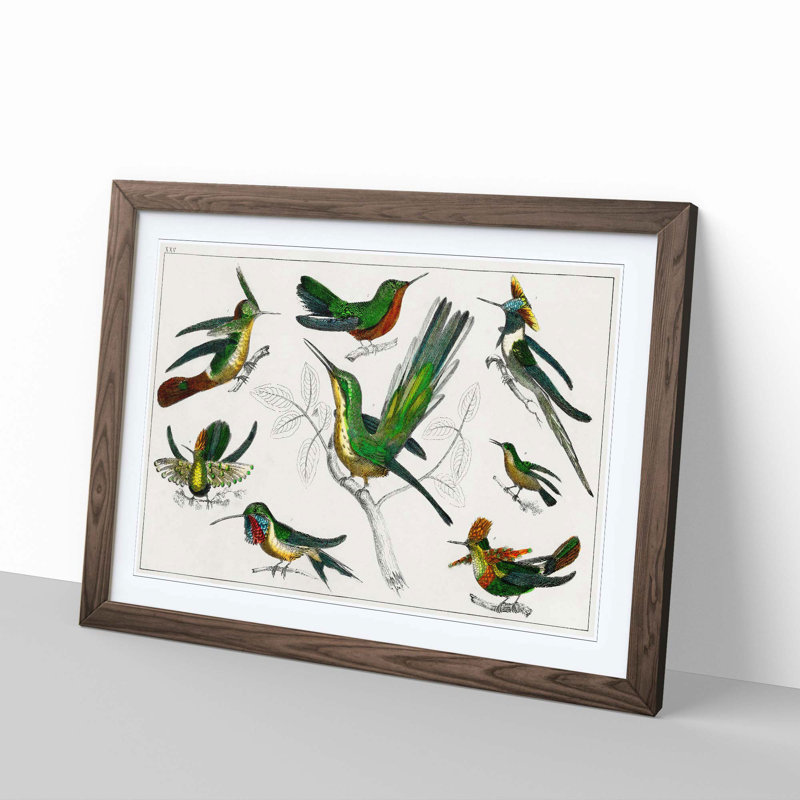 Collection of Hummingbirds XXV by Oliver Goldsmith - Picture Frame Painting, 27cm H x 36cm W x 2cm D, Walnut Framed