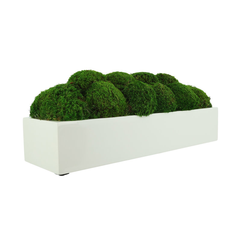 Nature's Nostalgia Moss Plant in Fiberstone Planter, 8'' H x 19'' W x 8'' D, White