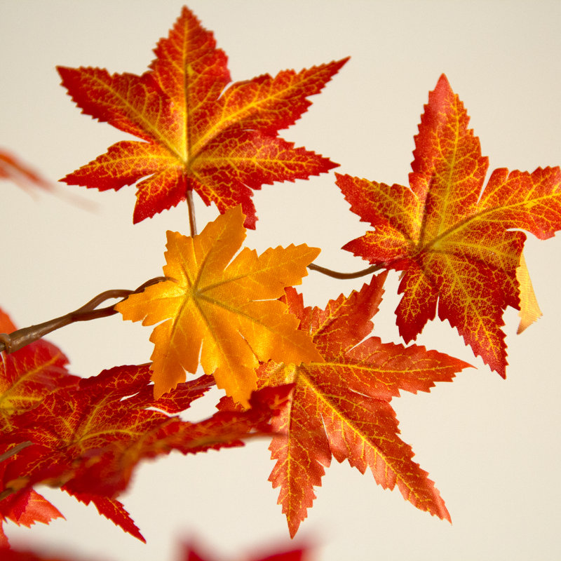 70'' Maple Plant in Pot