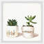 Golden Potted Cactus by Parvez Taj - Single Picture Frame Painting-1557713872