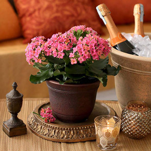 Pot à fleurs en résine 