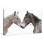 Gentle Herd - Photographie sur toile tendue-88069066