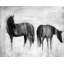 Napperon Horses Silhouettes Mist