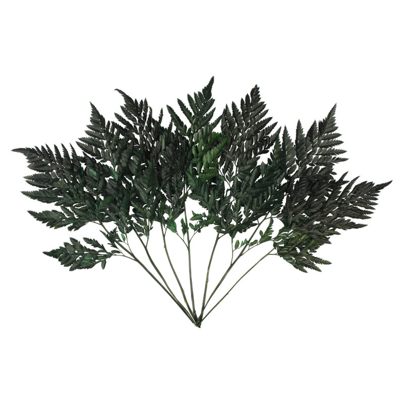 0,0625 plante
