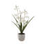 20.5" Artificial White Orchid in Vanda Pot
