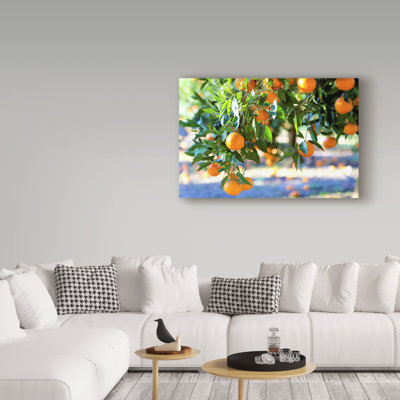 'Citrus Oranges' Photographic Print on Wrapped Canvas