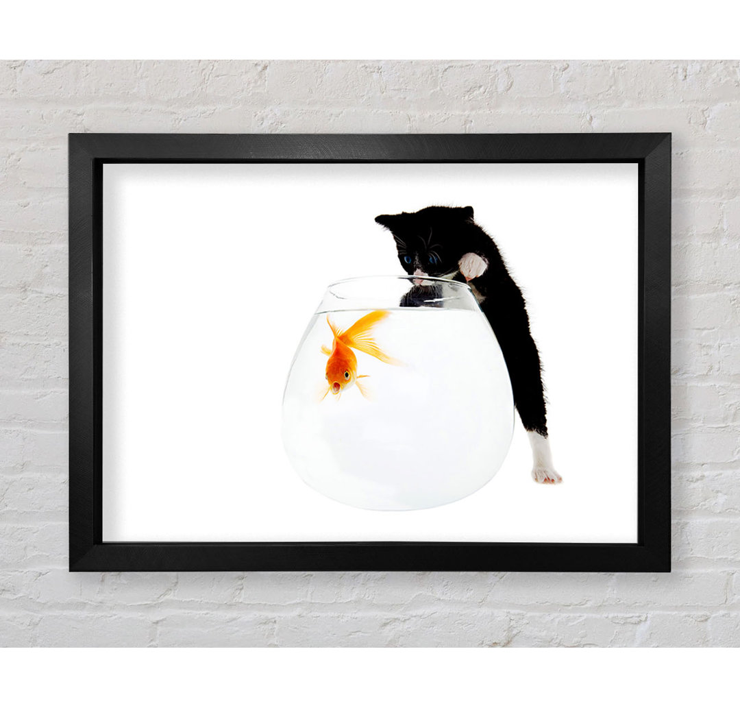 Kitten Fish Bowl Gerahmter Druck