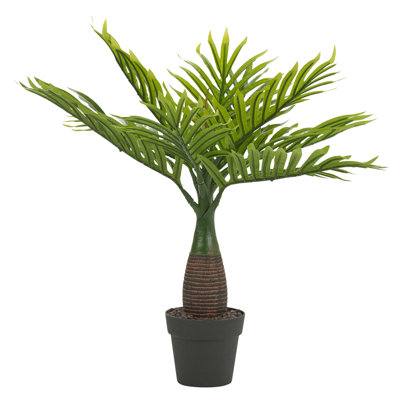 45cm Palm Plant in Pot