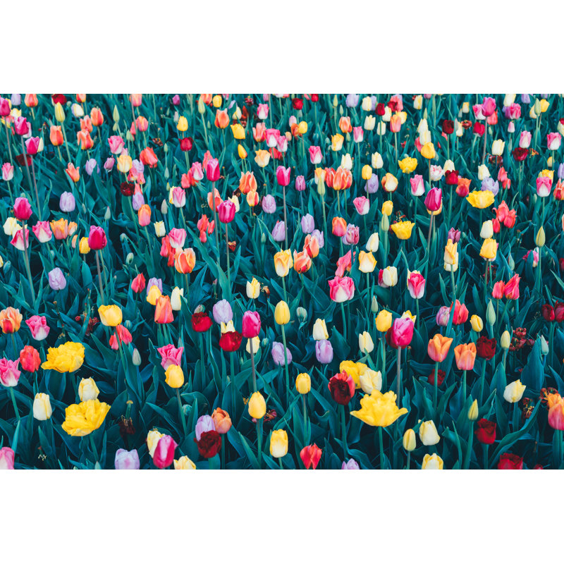 Fond de tulipes multicolores par Borchee, H 20 po x l 30 po