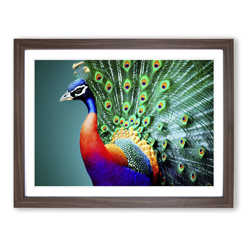 Blossoming Peacock - Single Picture Frame Print, 46cm H x 64cm W x 2cm D, Walnut Framed