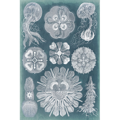 Sealife Blueprint IV - Wrapped Canvas Painting