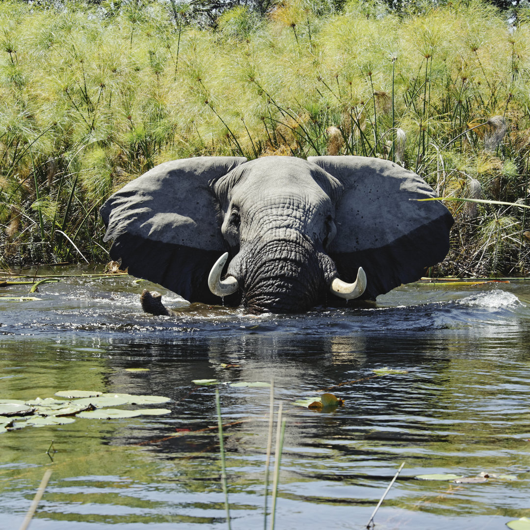 Elefant badet in Feuchtgebieten mit Papyrus, Okavango Delta, Botswana von Brytta - Kunstdrucke