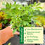 Live Arboricola Plant