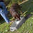 Pet Bowl-52011492