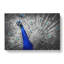 Peacock With Its Feathers Spread - Wrapped Canvas-55339464