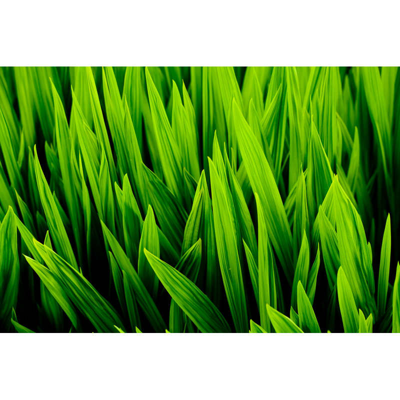 Blades of Wheat Grass par Pawel Gaul, H 12 po x l 18 po