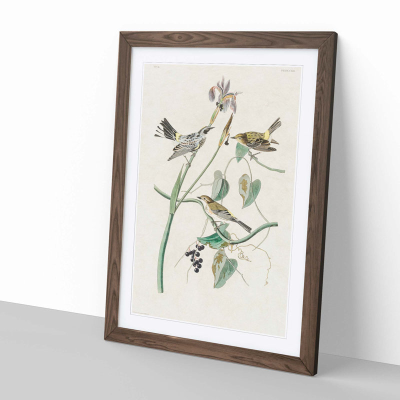Yellow-Crown Warbler Birds by John James Audubon - Picture Frame Art Print, Walnut Framed, 65cm H x 48cm W x 2cm D