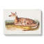 American Deer - Wrapped Canvas-55368882