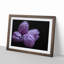 Four Purple Tulips - Framed Print-55577542-55577543