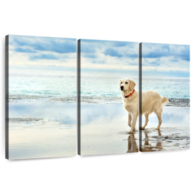 Golden Retriever bord de mer