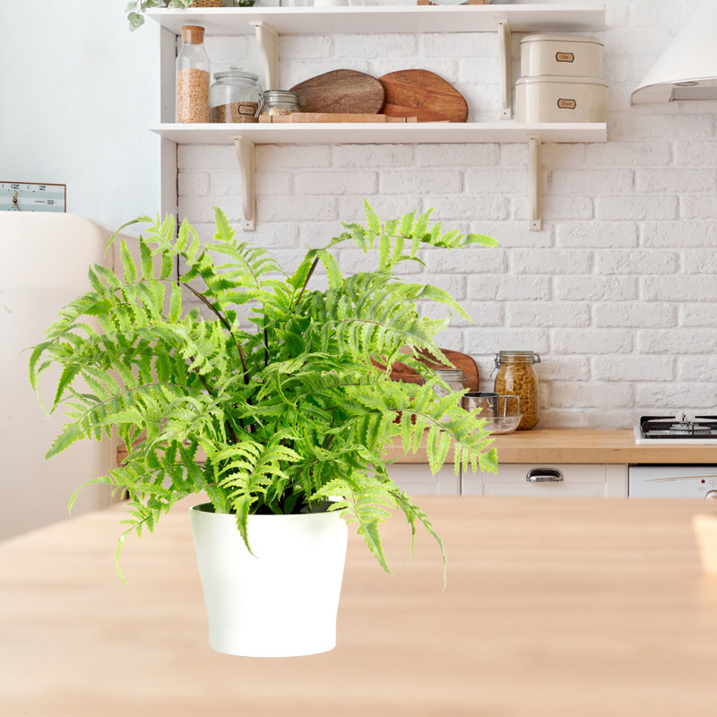 Faux Fern Plant in Ceramic Planter