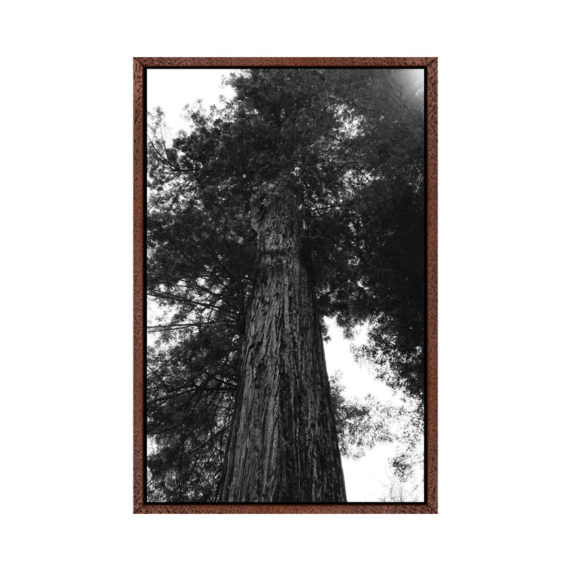Redwood Forest XV by Bethany Young - Print on Canvas, 66.04cm H x 45.72cm W x 3.81cm D, Classic Brown Wood Framed
