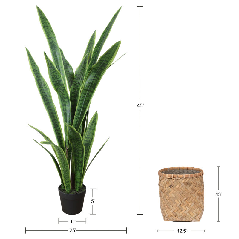 Pot Snake Plant