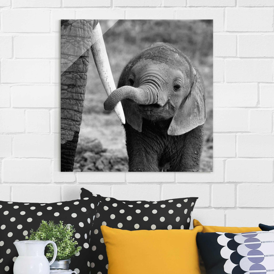 Glasbild Baby Elefant