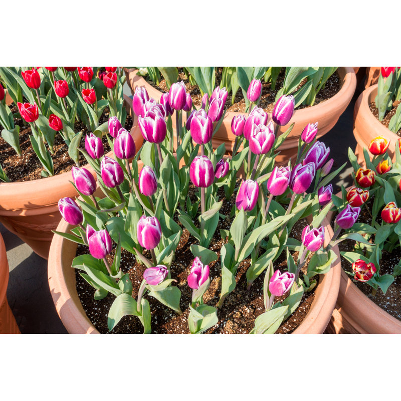 Tulipe dans un vase - Photographie sur toile tendue, H 12 po x l 18 po