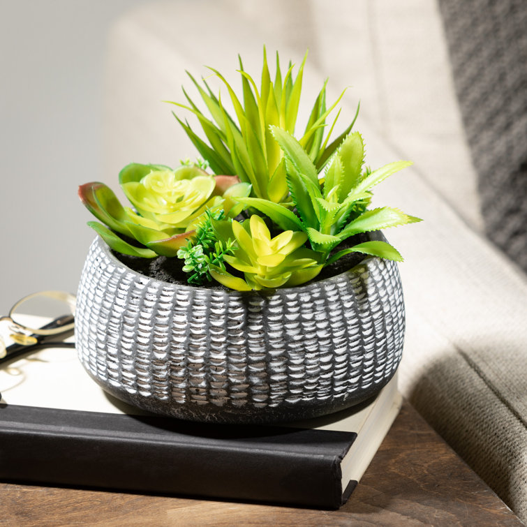 Darwen 6'' Faux Succulent in Cement Planter