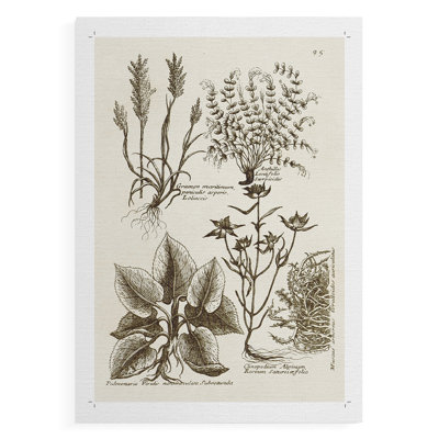 Sépia Botanical Journal VII - Impression sur toile seulement - NON-CADRE