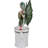 Haeleigh Figurines & Sculptures