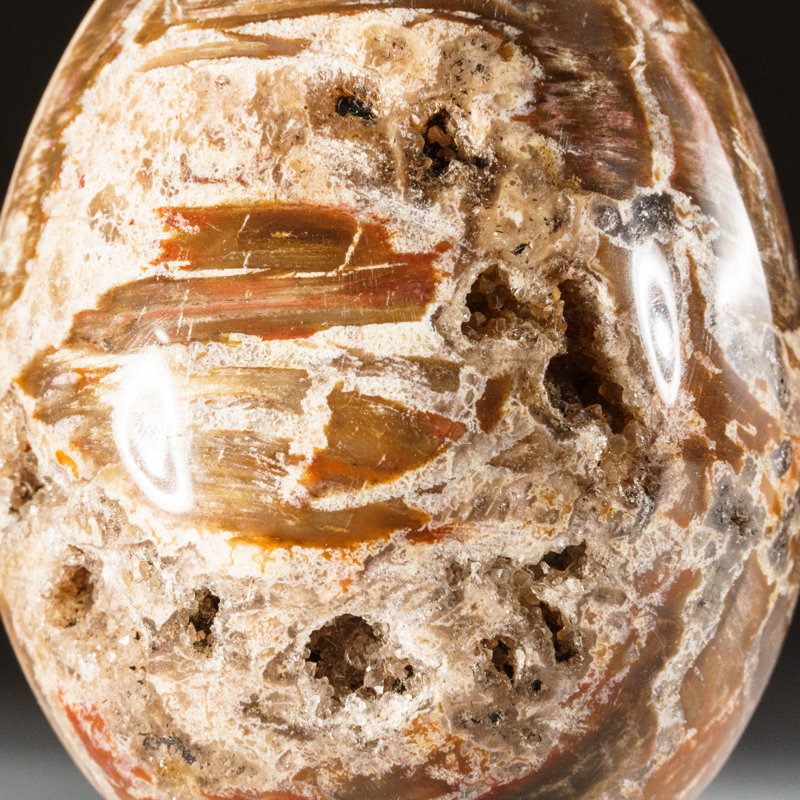 Petrified Wood Egg